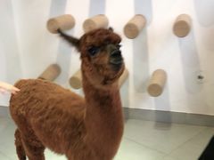 -Heymao猫咖.咖啡厅(东门店)
