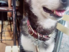 -柴犬高等学院·狗咖·柴犬售卖·宠物训练