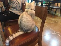 -李小姐の猫咖啡馆(五角场店)