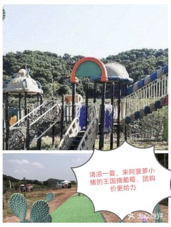 清凉一夏,来阿菠萝小猪的王国摘葡萄,团购价更给力