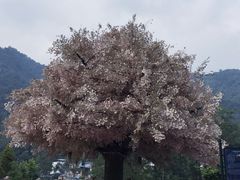 -四川省成都市彭州市白鹿镇