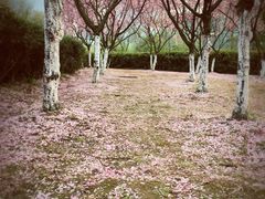 -白塘生态植物园