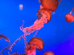 -太平洋海底世界