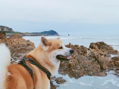 -青岛石老人海水浴场