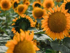 -花开海上生态园