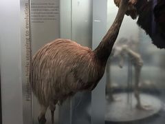 -奥克兰战争纪念博物馆