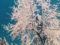 -九龙江国家森林公园