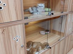 -猫十亿·布偶金渐层·曼基康矮脚猫舍(青年路店)