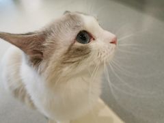 -飞行喵MR PILOT|猫舍·猫咖(静安大融城店)