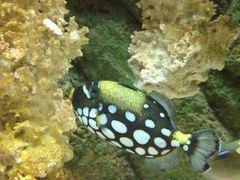 -悉尼海洋生物水族馆