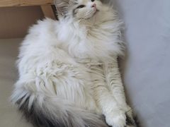 -鼓捣猫呢主题猫咖店