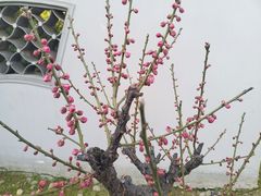 -无锡梅园公园