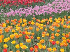 -石家庄市植物园