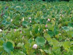 -重庆长寿碧桂园凤悦凤凰酒店