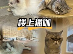 -楼上猫咖(罗湖店)