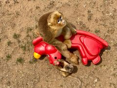 -西霞口神雕山野生动物世界