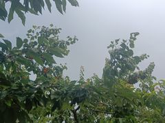 -望湖烤鱼