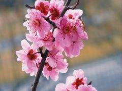 -顾村公园