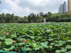 -黄兴公园
