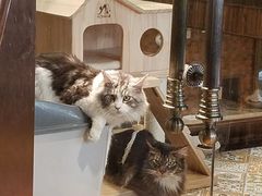 -more than meow吴止猫主题餐厅(承德 中船汇店)