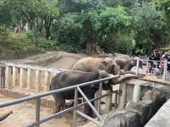 -深圳野生动物园