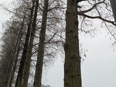 -东湖磨山景区