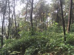 -铁山坪森林公园