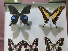 -上海昆虫博物馆