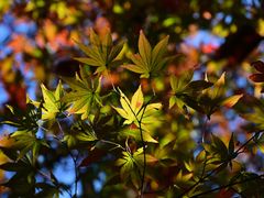 -杭州半山国家森林公园