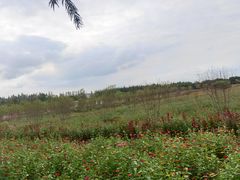 -嘉北郊野公园
