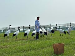 -盐城丹顶鹤湿地生态旅游区