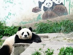 -中国大熊猫保护研究中心雅安碧峰峡基地