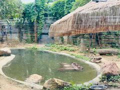 -武汉动物园
