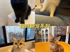 -有喵·猫咖·狗咖·30几只猫10只小狗(岗厦店)