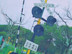 -顾村公园