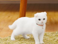 -山崎面包(静安久光店)