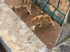 -合肥野生动物园