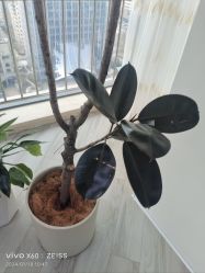 -HEYAN荷妍专业脱毛连锁机构