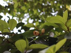 -东山雕花楼