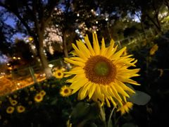 -长白岛森林公园