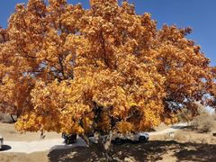 -五角枫生态旅游景区