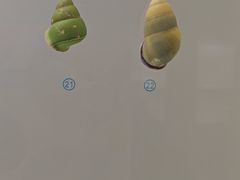-青岛贝壳博物馆