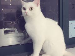 -喵的天空名猫咖啡馆·撸猫·猫舍·用品