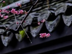 -慧因高丽寺