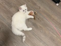 -老吴的猫·猫舍(新区店)