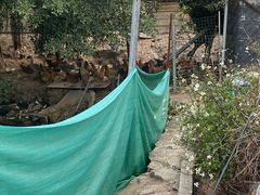 -会江钓鱼钓虾烧烤场