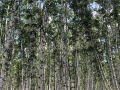 -乌兰布统景区-白桦林