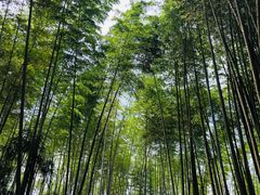 -蜀南竹海景区