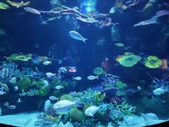 -暹罗海洋世界