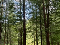 -广州市帽峰山景区